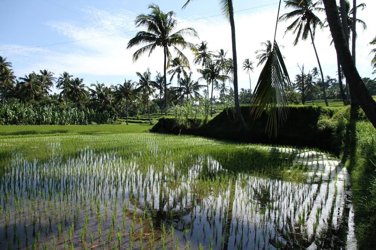 Rumah Kita Lovina (Bali)